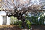 PICTURES/Mission Basilica San Diego/t_Whomping Willow2.JPG